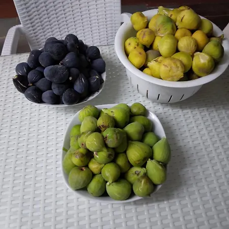 Mersinera Paradise Garden Stars House 別荘 ラルナカ