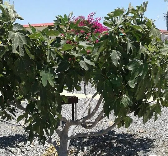 別荘 Mersinera Paradise Garden Stars House